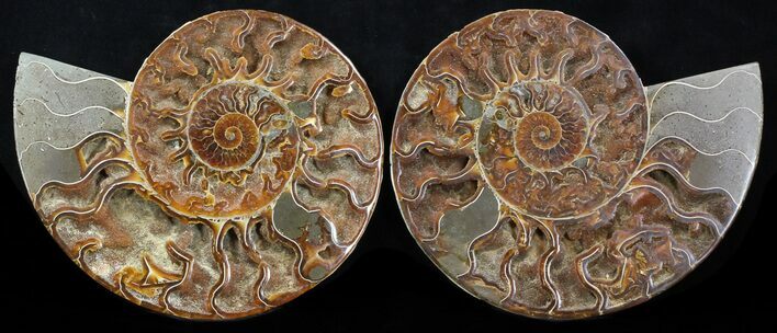 Cut & Polished Ammonite Fossil - Agatized #37885